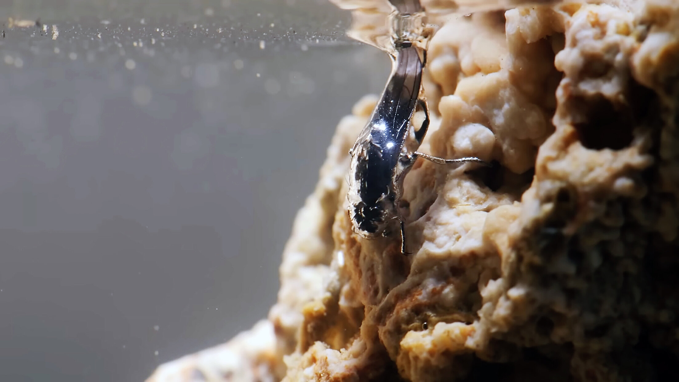 Eine Art Lotuseffekt sorgt dafür, dass sich beim Abtauchen eine Luftblase wie eine Taucherglocke um die kleine Fliege legt.